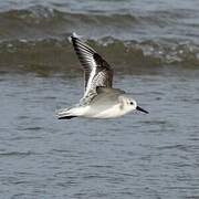 Bécasseau sanderling