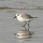 Bécasseau sanderling