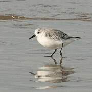 Sanderling