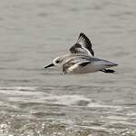 Bécasseau sanderling