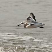 Sanderling