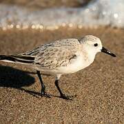 Bécasseau sanderling