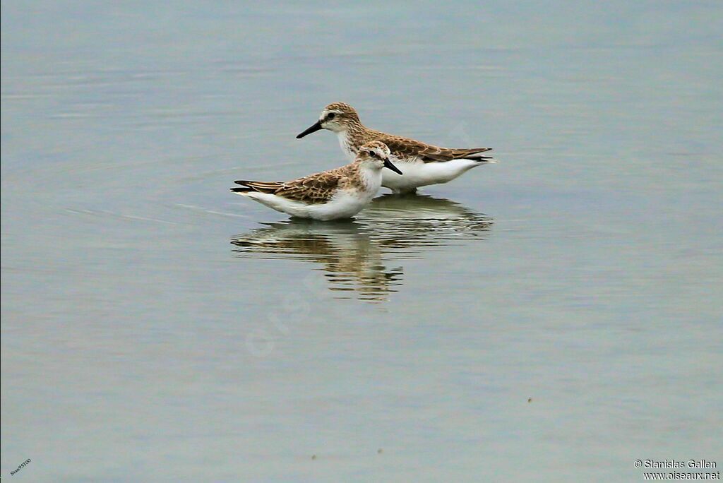 Semipalmated Sandpiperadult transition, walking, fishing/hunting