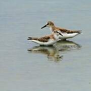 Semipalmated Sandpiper