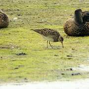 Pectoral Sandpiper