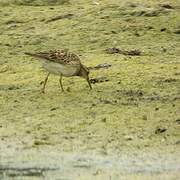 Pectoral Sandpiper