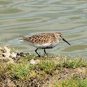 Dunlin