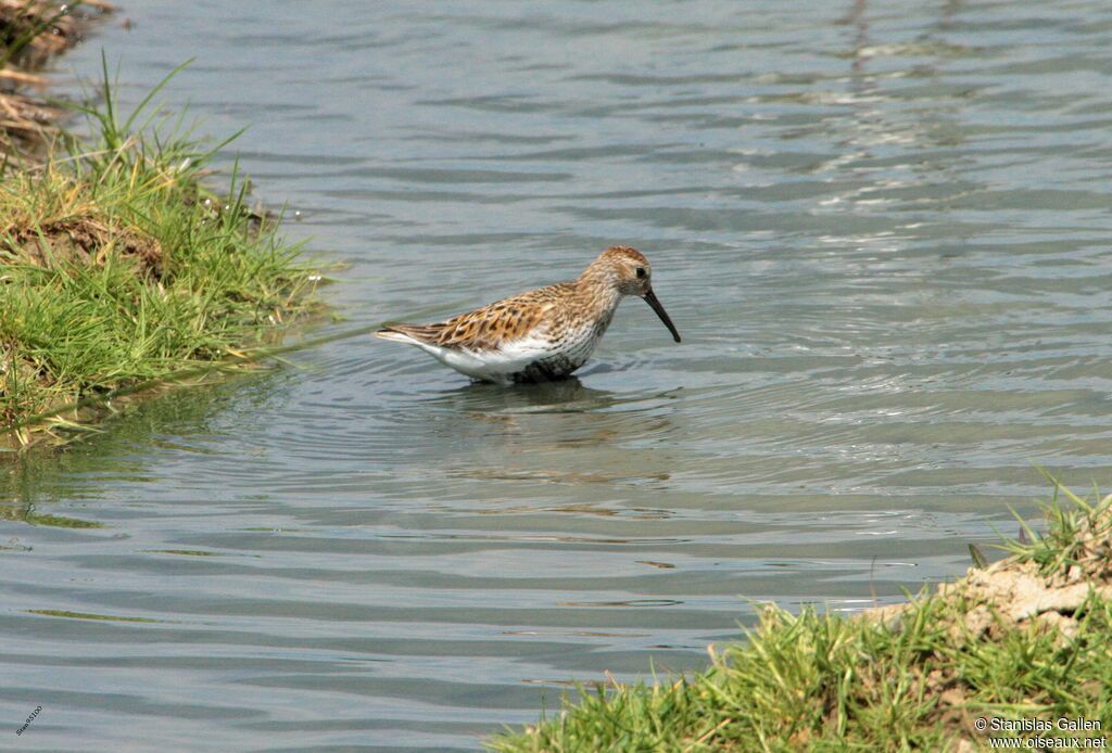 Dunlinadult breeding, walking