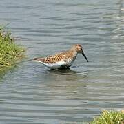 Dunlin