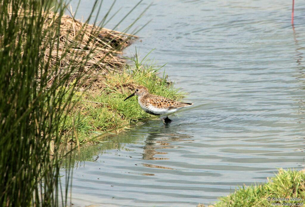 Dunlinadult breeding