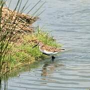 Bécasseau variable