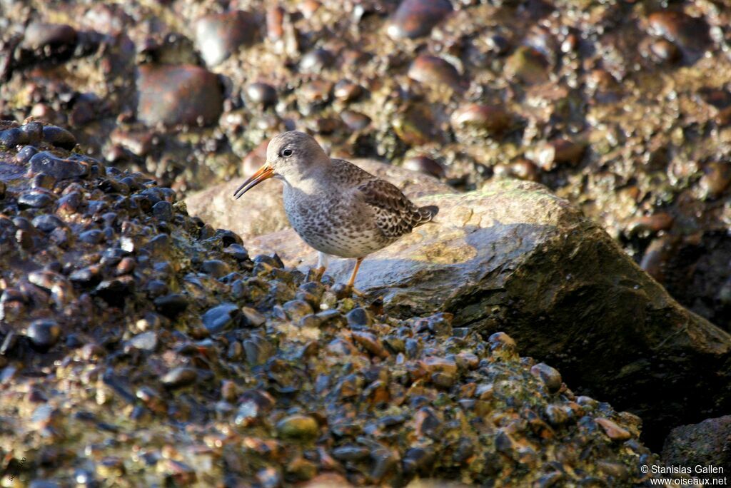 Purple Sandpiperadult transition