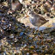 Purple Sandpiper