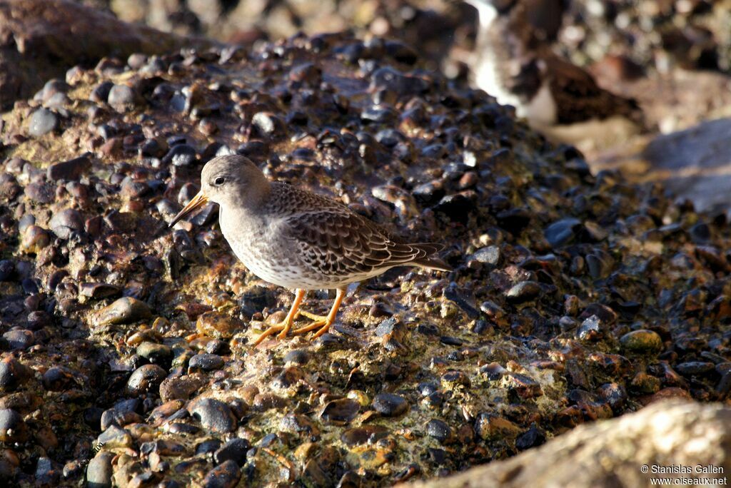 Purple Sandpiperadult transition, walking