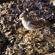 Purple Sandpiper