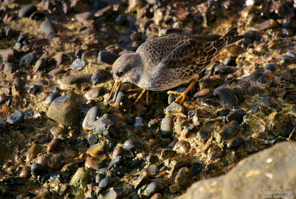 Purple Sandpiperadult transition, eats