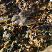 Purple Sandpiper