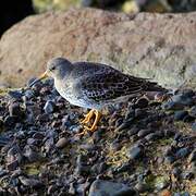 Purple Sandpiper