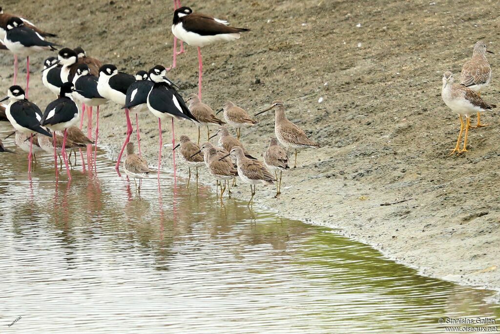 Long-billed Dowitcheradult transition