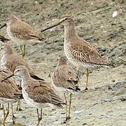 Long-billed Dowitcher