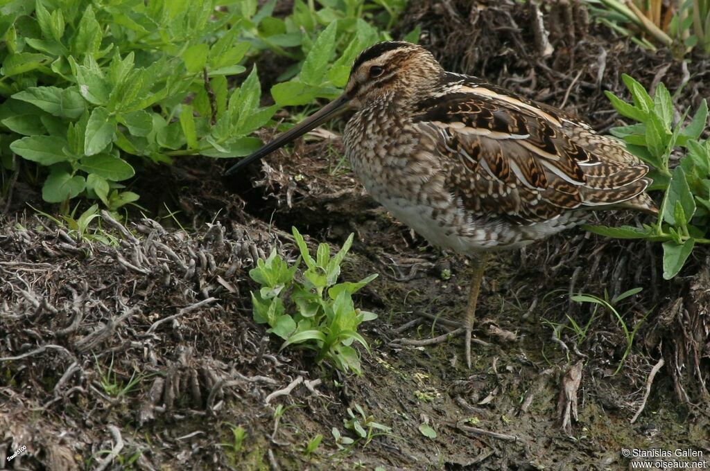 Common Snipeadult