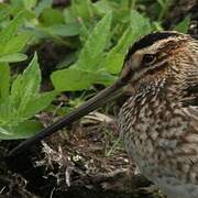 Common Snipe