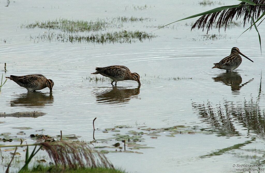 Common Snipe