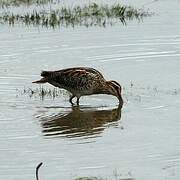 Common Snipe