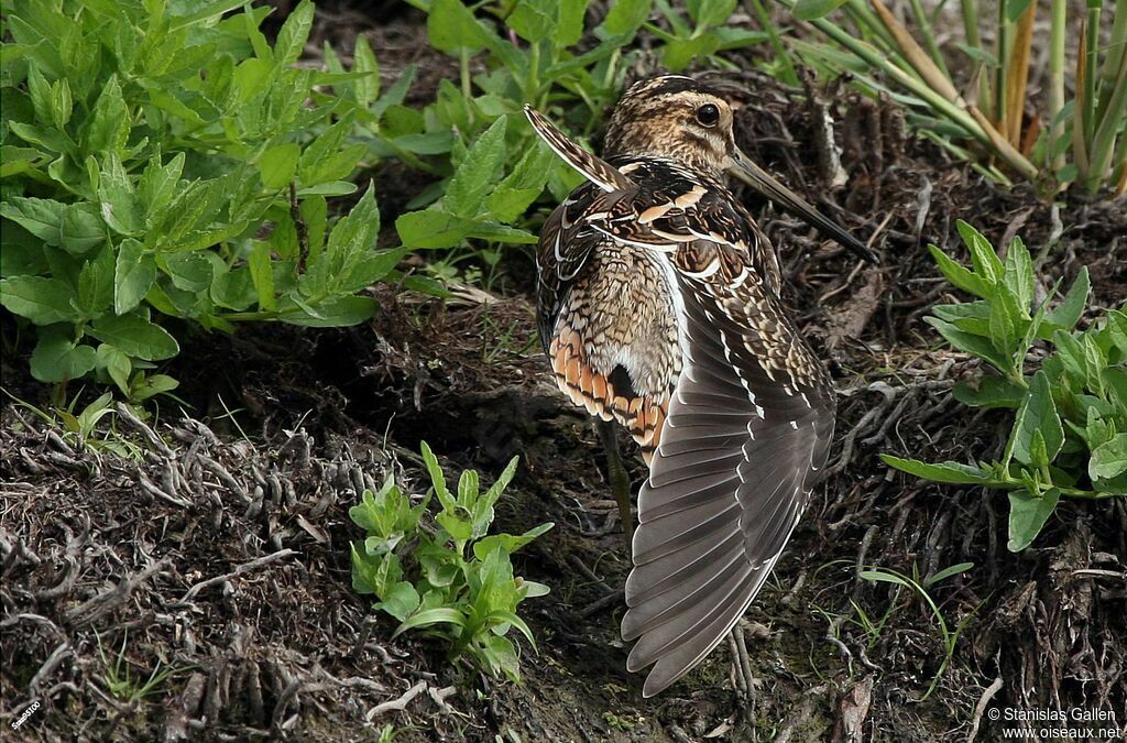 Common Snipeadult