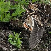 Common Snipe