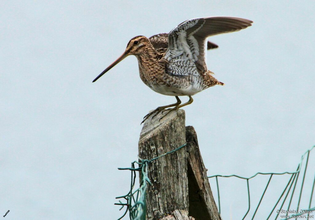 Common Snipe