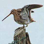 Common Snipe