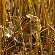 Jack Snipe