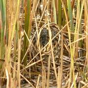 Jack Snipe