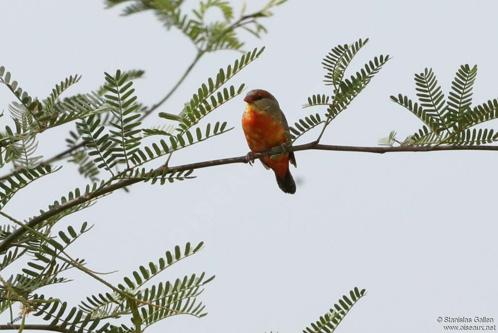 Orange-breasted Waxbill male adult breeding