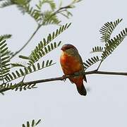 Orange-breasted Waxbill