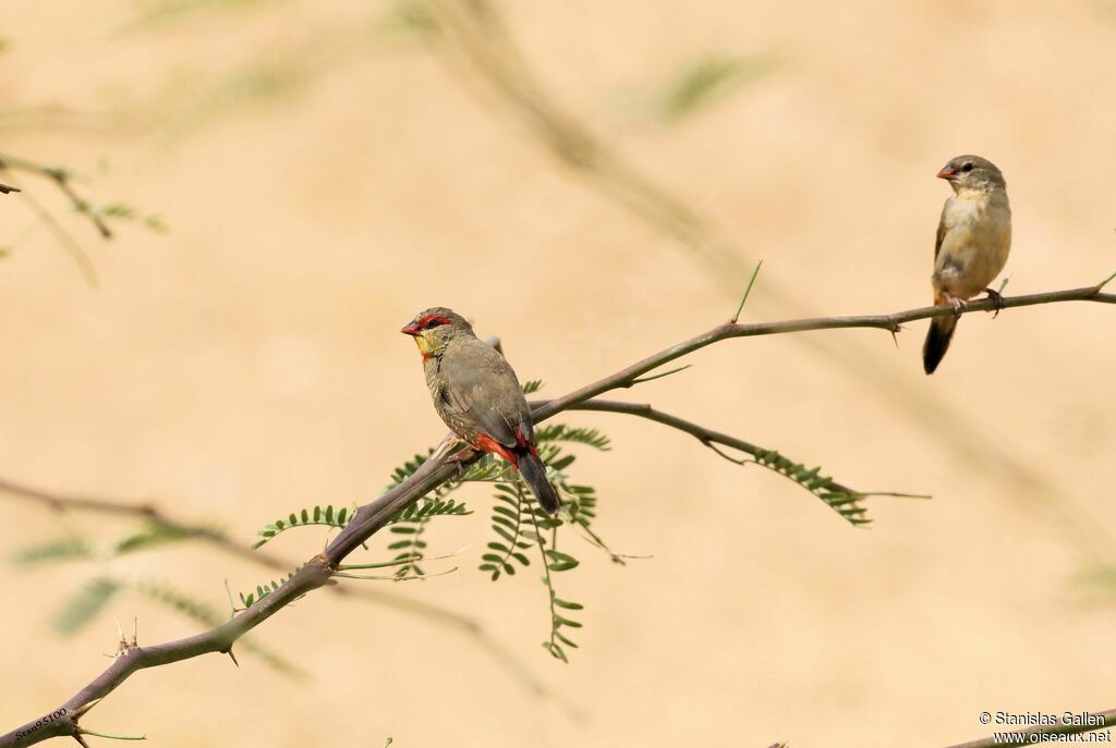 Orange-breasted Waxbilladult