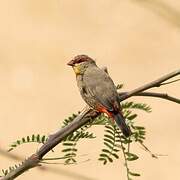 Orange-breasted Waxbill