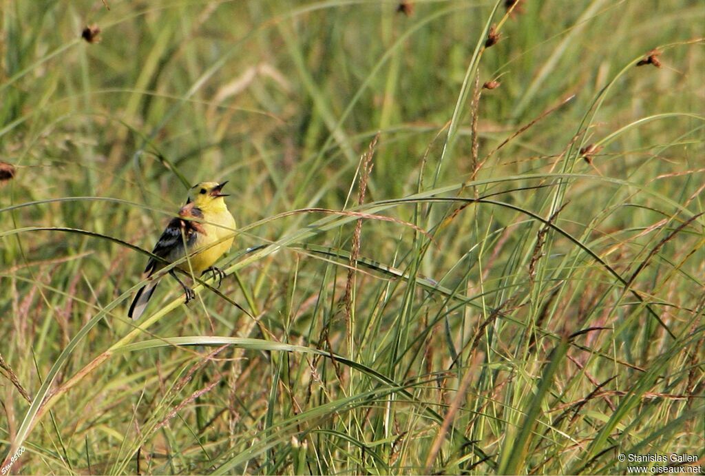 Citrine Wagtail male adult breeding, song