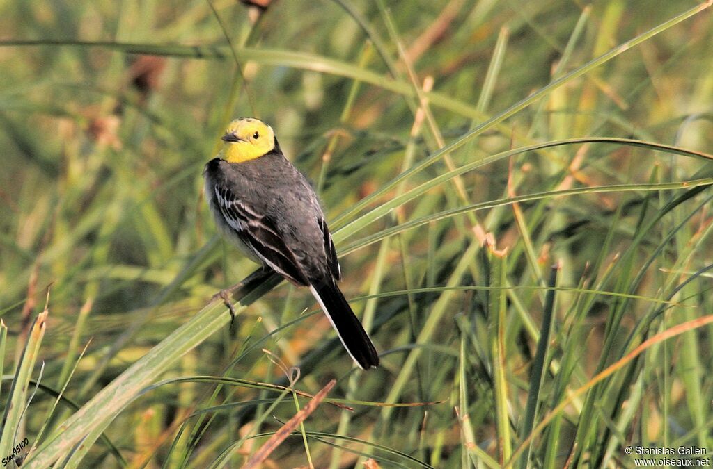 Citrine Wagtail male adult breeding, close-up portrait