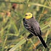 Citrine Wagtail