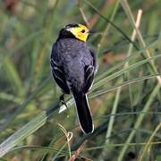 Citrine Wagtail