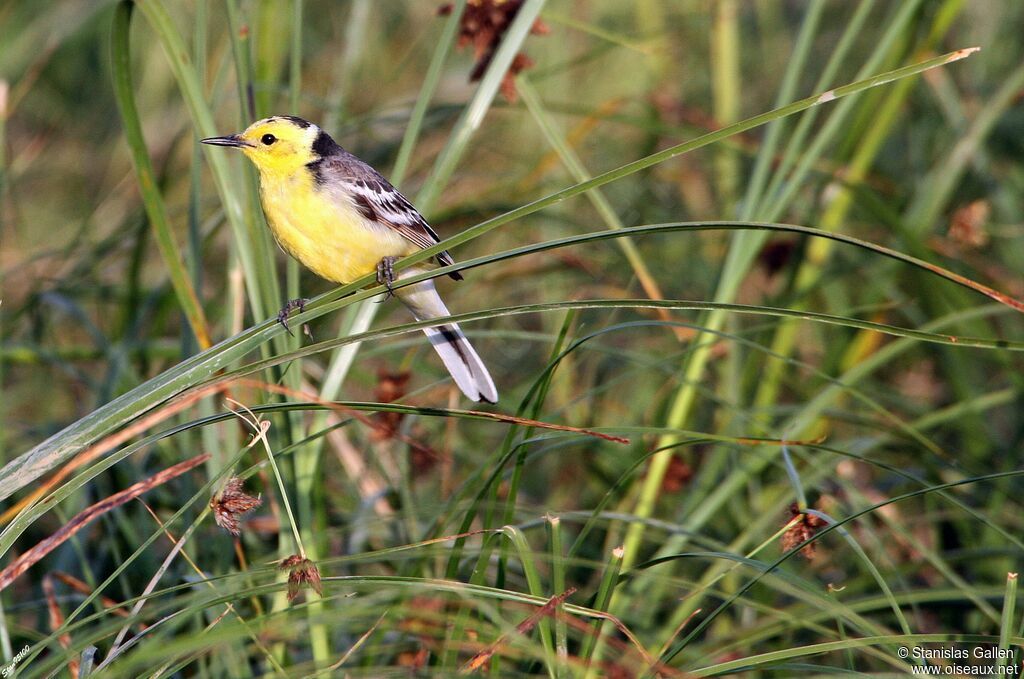 Citrine Wagtail male adult breeding, close-up portrait