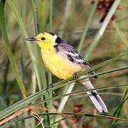 Citrine Wagtail