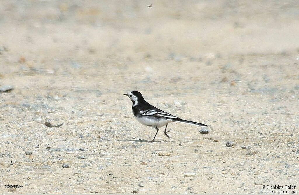 White Wagtail (yarrellii) male adult breeding, walking