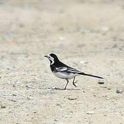 White Wagtail (yarrellii)