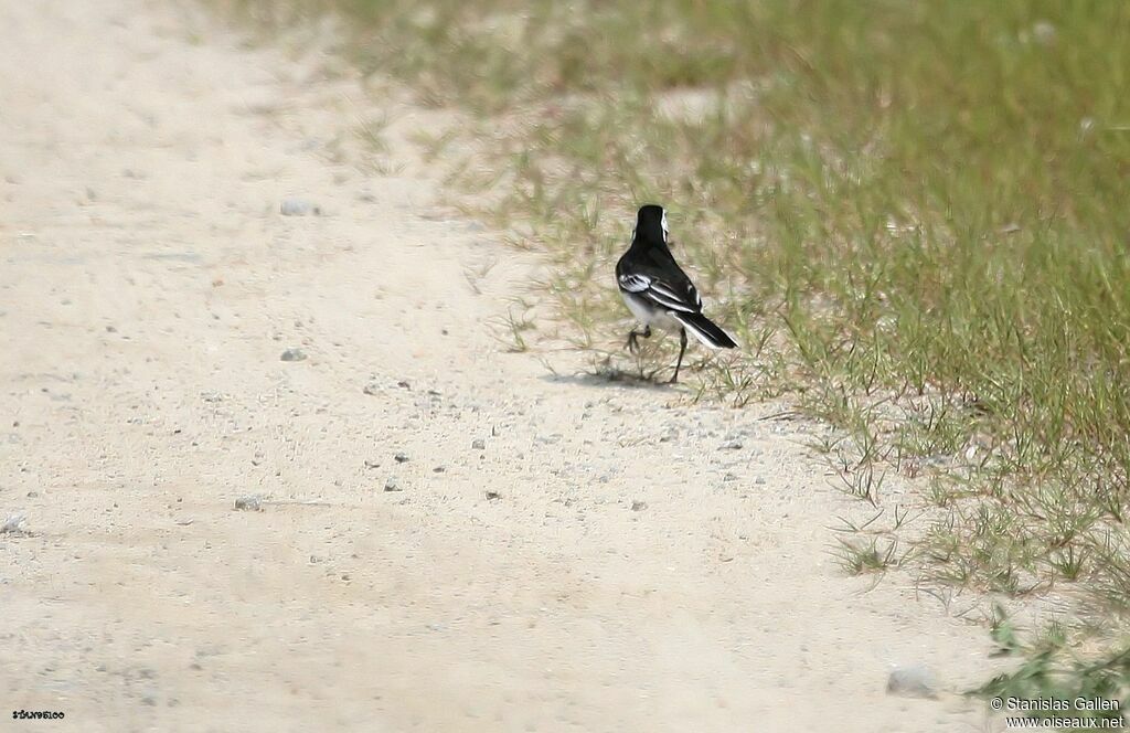 White Wagtail (yarrellii) male