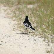 White Wagtail (yarrellii)