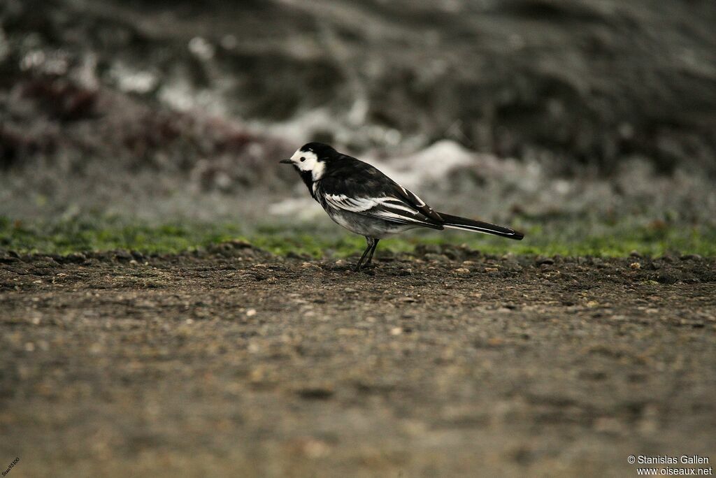 White Wagtail (yarrellii) male adult breeding, walking