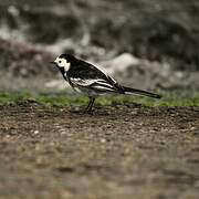 White Wagtail (yarrellii)